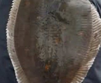 6739