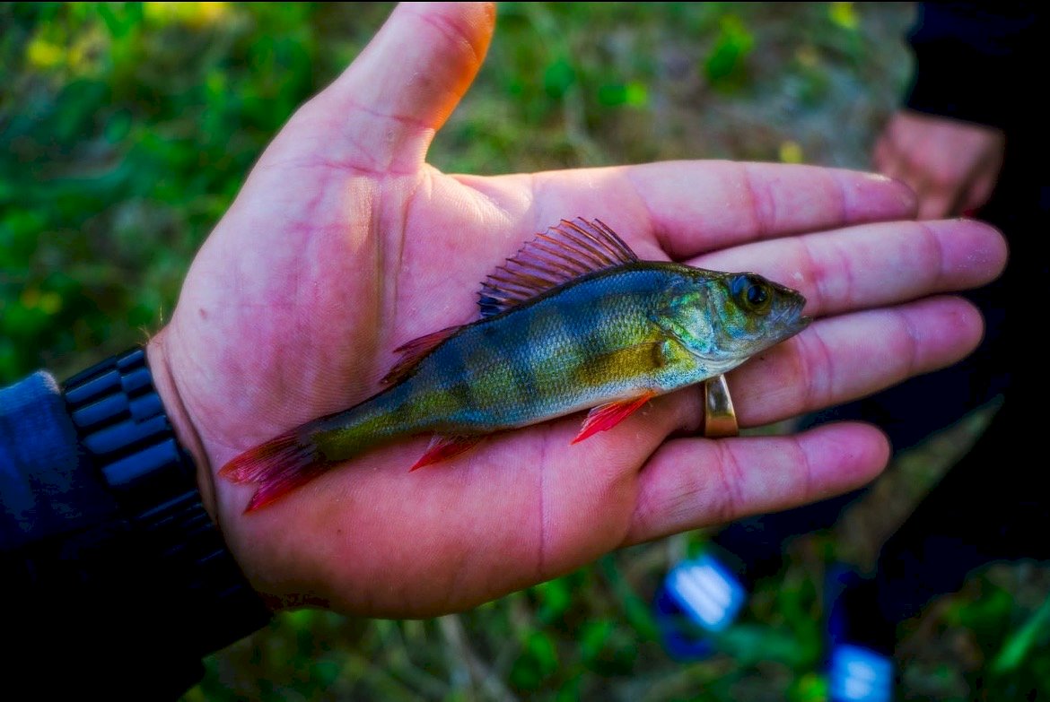 sobofishing