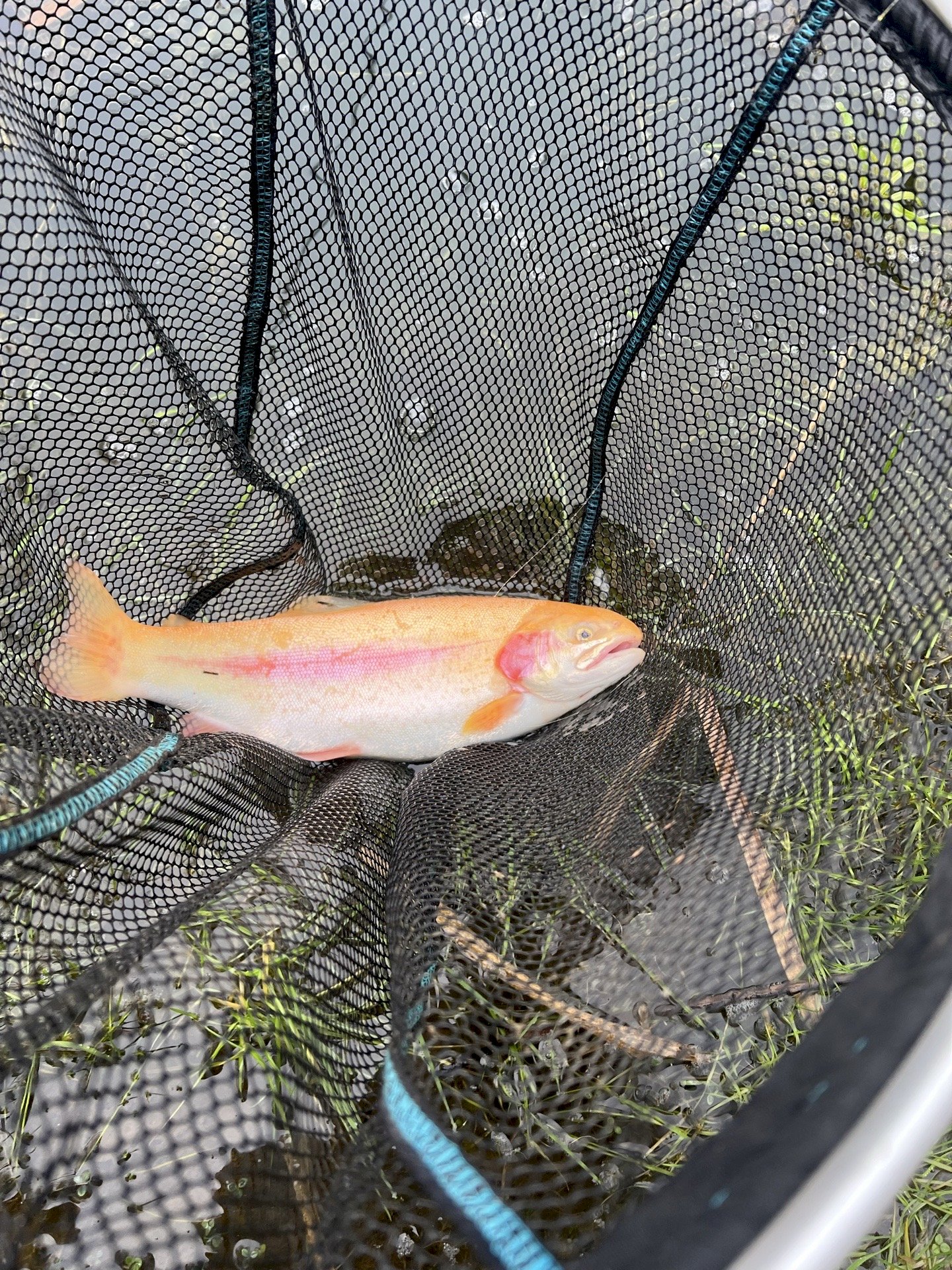 Laurits remien solander