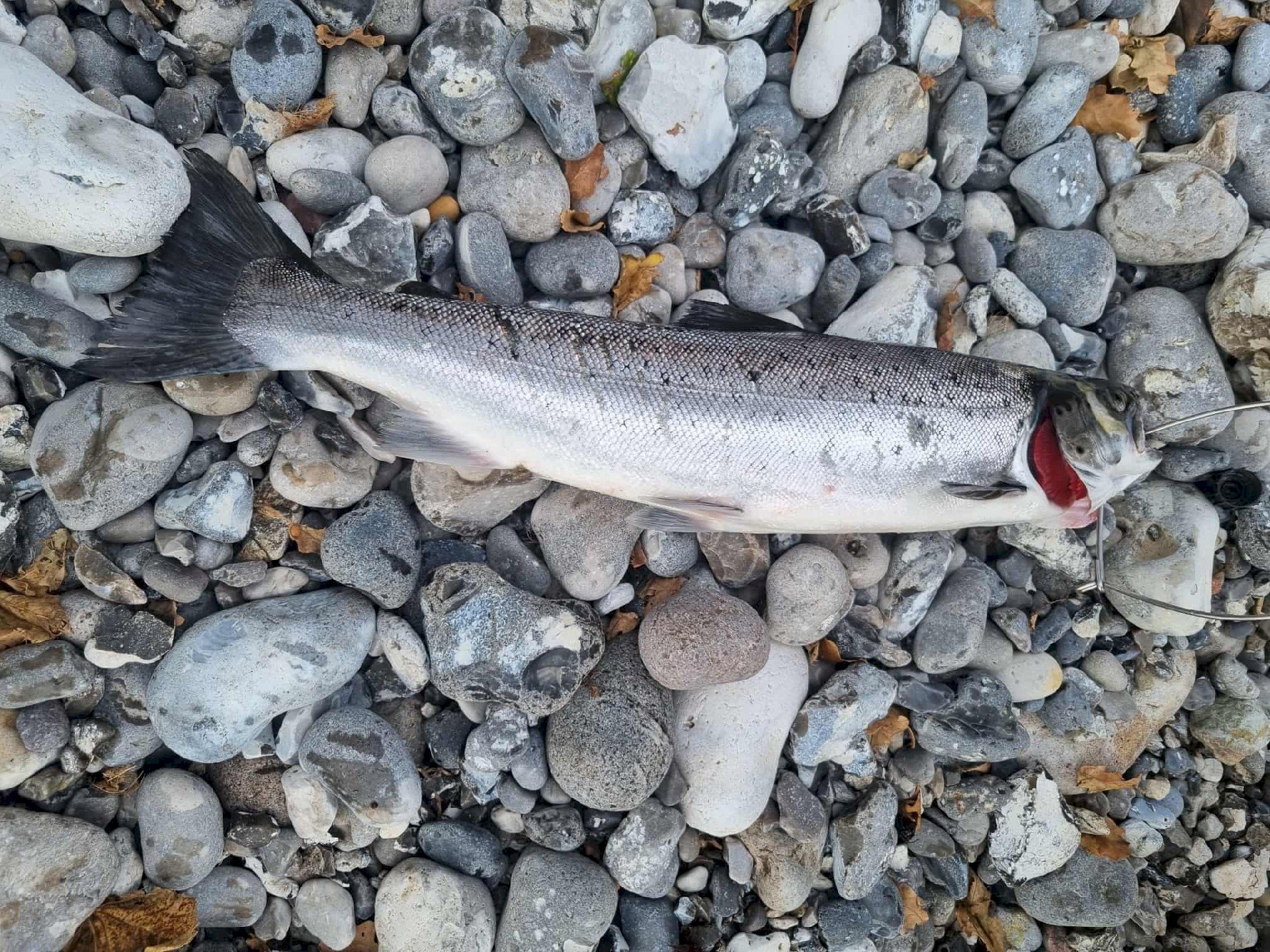 Manuel Jr  Cabanayan Racraquin