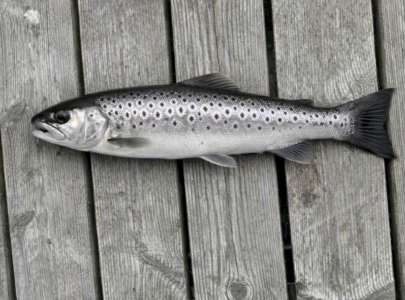 Mads juhl