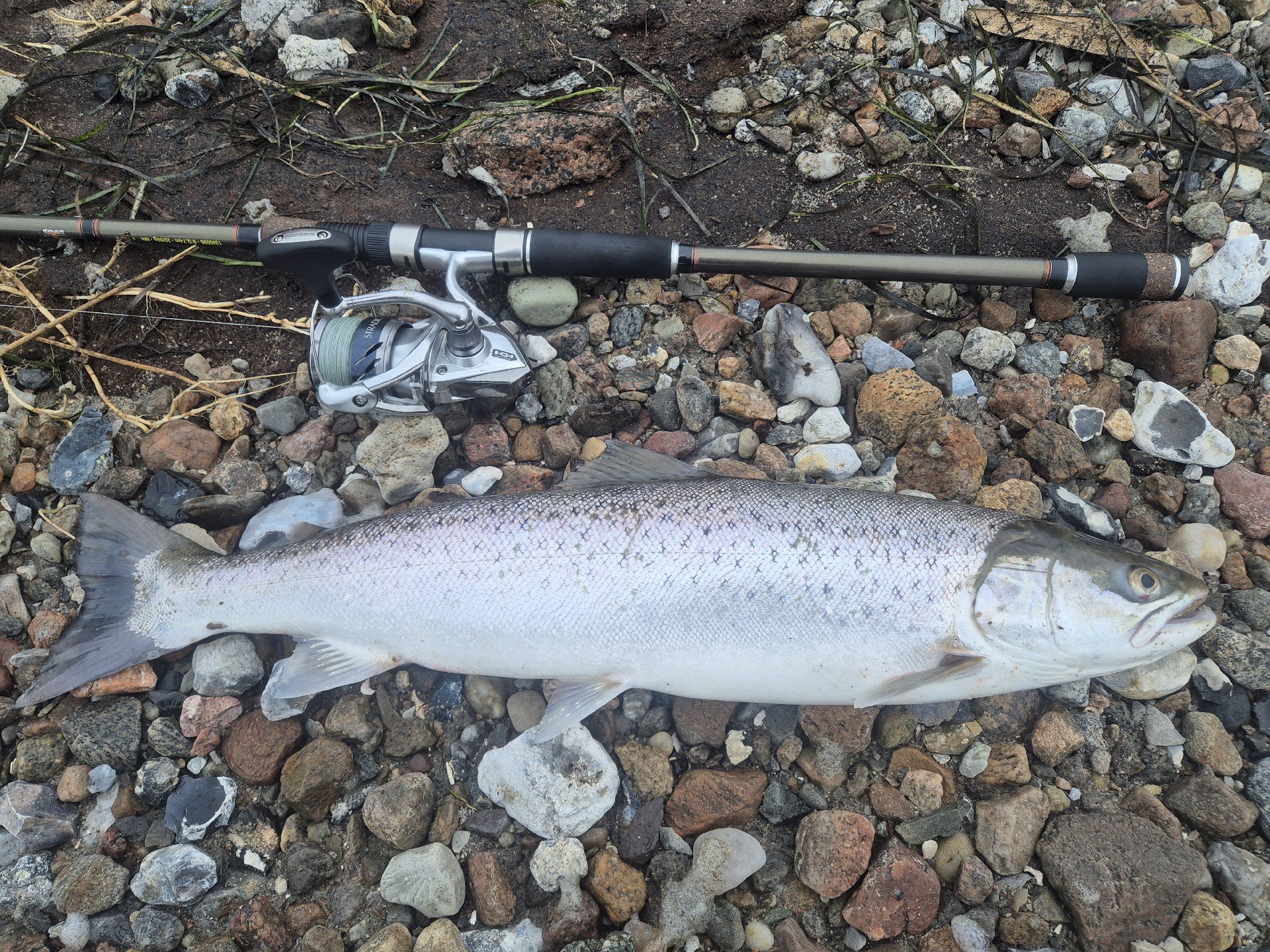 Martin Velling Pedersen