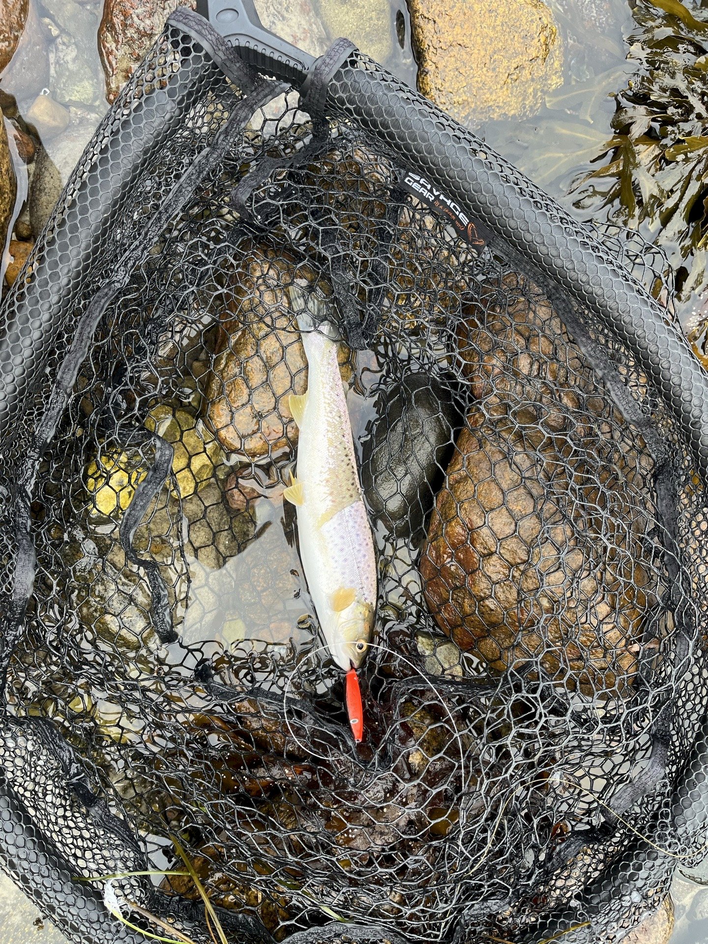 jim Fauerskov Johansen