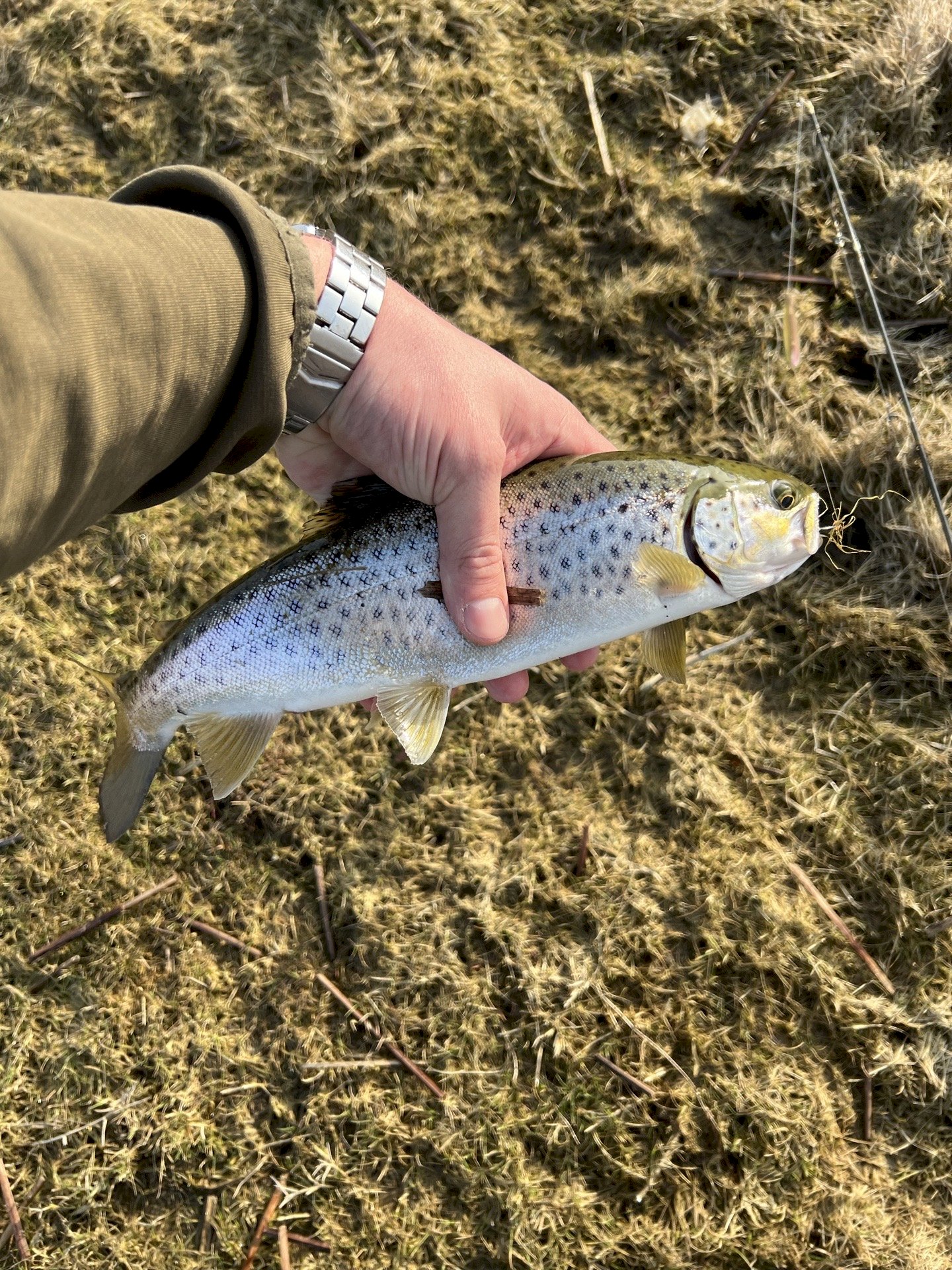 Nicolai Højmann Kristensen 