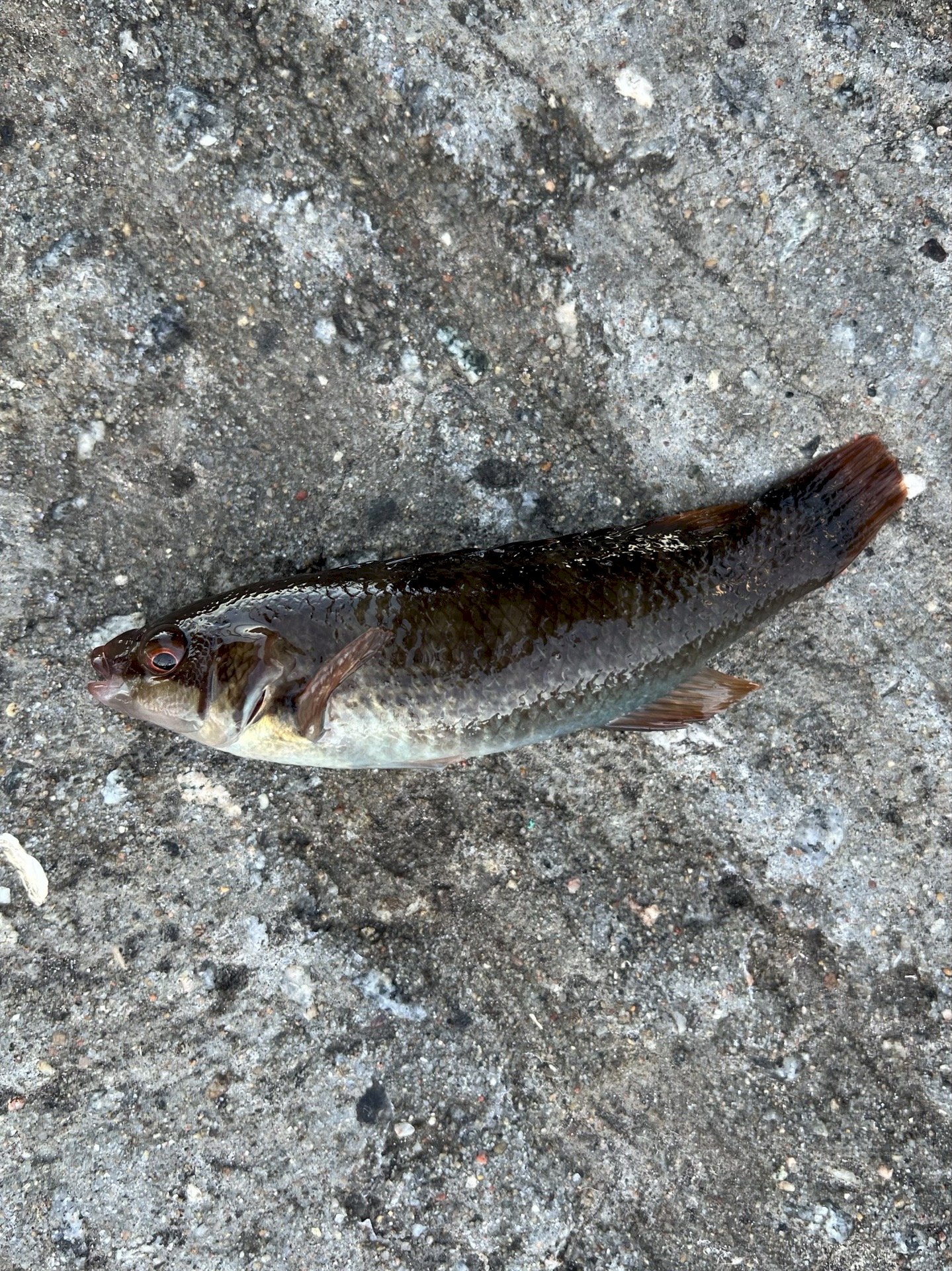 Kevin